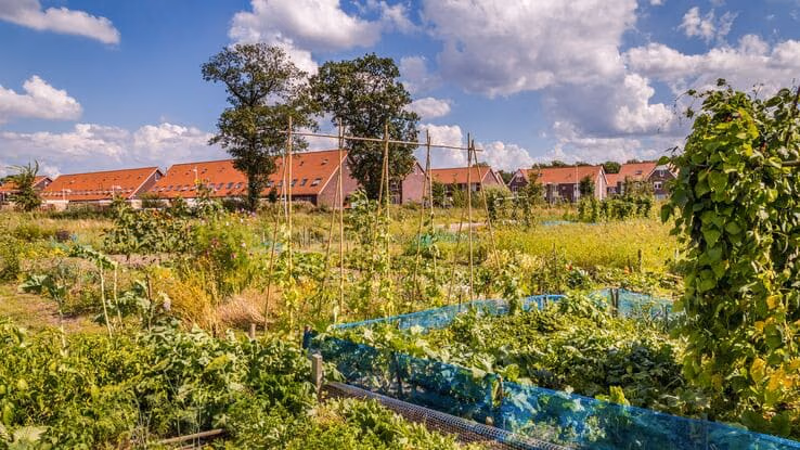 Zu sehen ist ein großer Garten, wo viele Pflanzen wachsen und einiges an Gemüse angebaut ist.