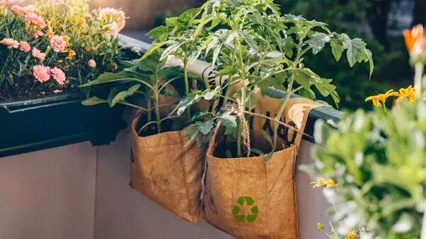 Mehrere Pflanzen wachsen in einem recycelten Beuten auf dem Balkon.