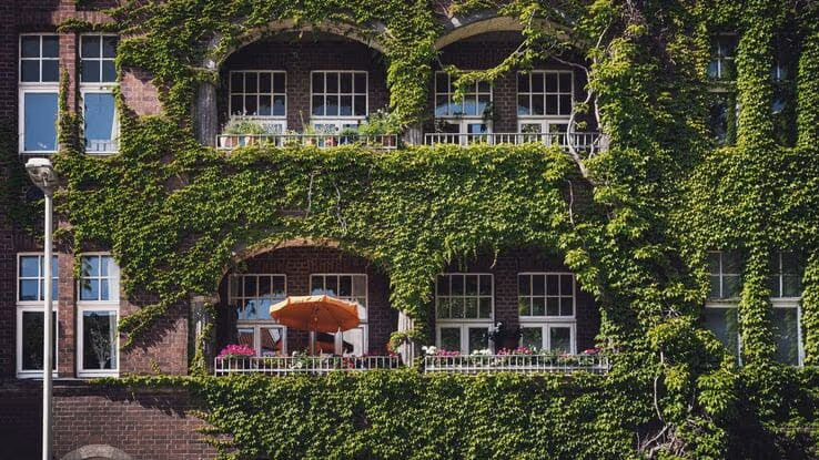Das Foto zeigt ein Gebäude mit einer begrünten Fassade. Der Efeu überwächst das komplette Haus.